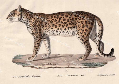 Leopard gattopardo africa - leopard,